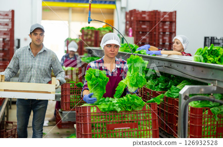 Woman worker in apron standing at conveyor in factory and sorting lettuce 126932528