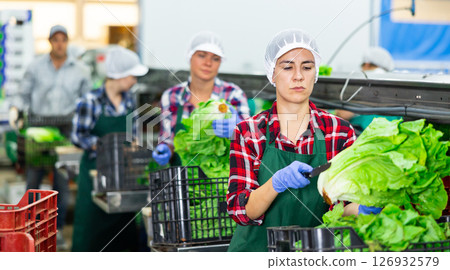 Latin american workwoan arranging lettuce in boxes on vegetable sorting factory Latin american workwoan arranging lettuce in boxes on vegetable sorting factory 126932579