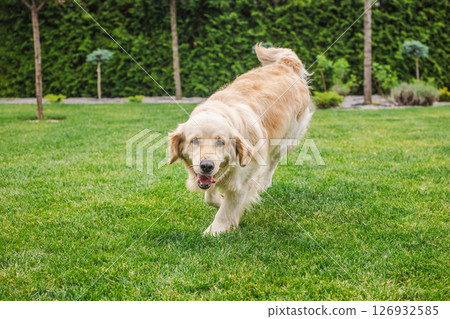 Golden Retriever walking across green lawn with happy expression, looking directly at camera in bright outdoor setting Golden Retriever walking across green lawn with happy expression, looking directly at camera in bright outdoor setting 126932585
