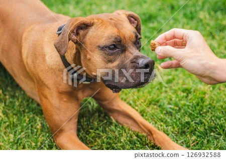 Close-up of a brown Boxer dog focused on a treat held by a person in a grassy backyard, showcasing anticipation and training interaction 126932588