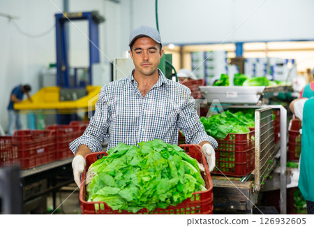 Portrait of man working on sorting line at vegetable warehouse, stacking boxes with lettuce Portrait of man working on sorting line at vegetable warehouse, stacking boxes with lettuce 126932605