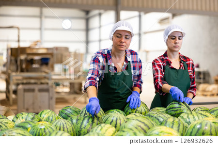 Women sorting fresh watermelons in factory Women sorting fresh watermelons in factory 126932626