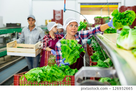 Female worker sorting lettuce on vegetable processing factory 126932665