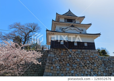 [香川縣] 春天櫻花盛開的丸龜城（現存天守閣和石牆名城） 126932676