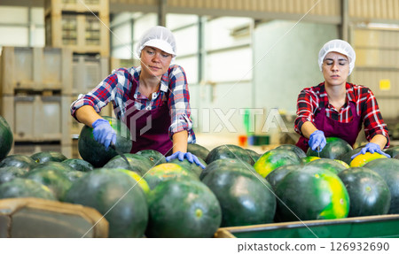 Women in uniform sorting watermelons in factory Women in uniform sorting watermelons in factory 126932690
