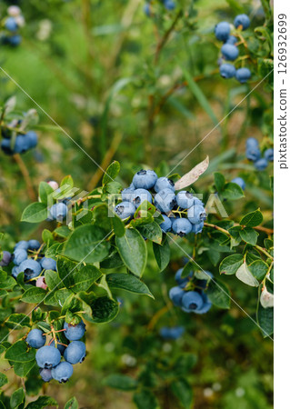Freshly ripening blueberries hang in clusters on green branches in a lush berry farm during the summer harvest season 126932699