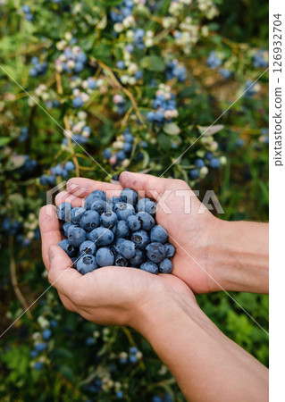 Freshly picked blueberries held in hands during a sunny harvest season in a vibrant berry farm garden Freshly picked blueberries held in hands during a sunny harvest season in a vibrant berry farm garden 126932704