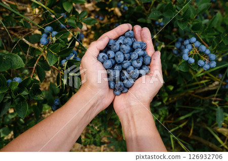 Freshly picked blueberries gathered by hands in a lush garden setting during a sunny afternoon in late summer Freshly picked blueberries gathered by hands in a lush garden setting during a sunny afternoon in late summer 126932706