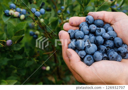 Freshly picked blueberries held in hands during a sunny harvest season in a vibrant berry farm garden 126932707