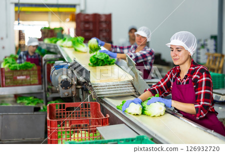 Woman sorting fresh lettuce in vegetable factory 126932720