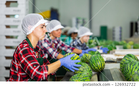 Latin american woman sorter working on watermelons sorting line on factory Latin american woman sorter working on watermelons sorting line on factory 126932722