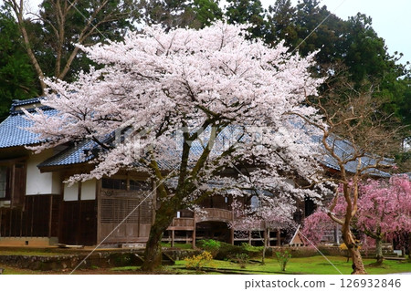 佐渡島：明善寺與垂枝櫻花 126932846
