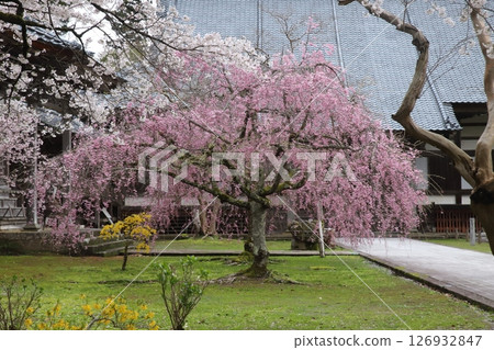 佐渡島：明善寺與垂枝櫻花 126932847