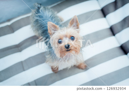 Cute little dog Cute little dog 126932934