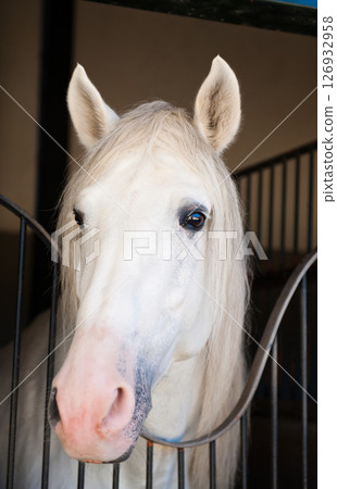 beautiful horse on nature 126932958