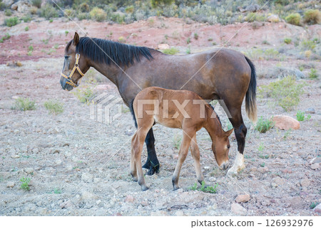 Horse with small foa 126932976