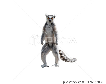 lemur standing on its hind legs isolated on white background 126933036