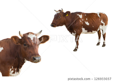 young cow isolated 126933037