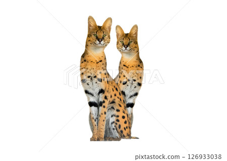 two serval isolated on a white background 126933038