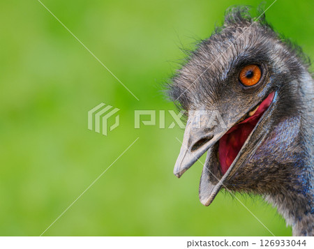 emu ostrich on a green background 126933044