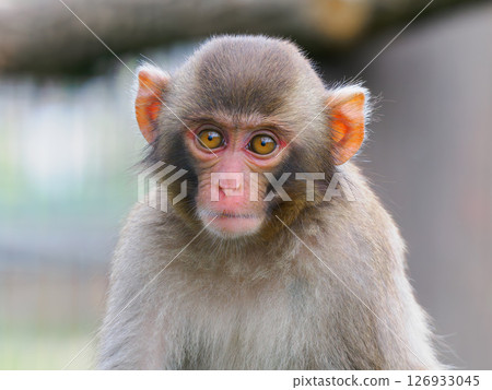 portrait of a Japanese monkey on a blurred background portrait of a Japanese monkey on a blurred background 126933045