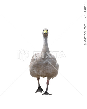 cape barren goose isolated on white background cape barren goose isolated on white background 126933048