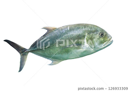 Bigeye trevally silver fish (Caranx sexfasciatus) isolated on white background, side view Bigeye trevally silver fish (Caranx sexfasciatus) isolated on white background, side view 126933309