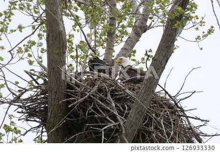 Bald Eagle Parent and Child Bald Eagle Parent and Child 126933330