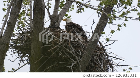 Bald Eagle in a nest in a tree Bald Eagle in a nest in a tree 126933331