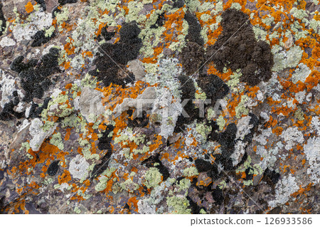 Colorful lichen covering rugged sedimentary metamorphic rock surface outdoors 126933586
