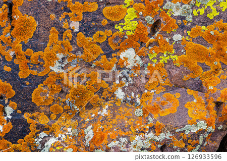 Colorful lichen covering rocky surface - full-frame background 126933596