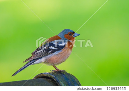 The Eurasian chaffinch, common chaffinch, or simply the chaffinch - Fringilla coelebs is a common and widespread small passerine bird in the finch family The Eurasian chaffinch, common chaffinch, or simply the chaffinch - Fringilla coelebs is a common and widespread small passerine bird in the finch family 126933635