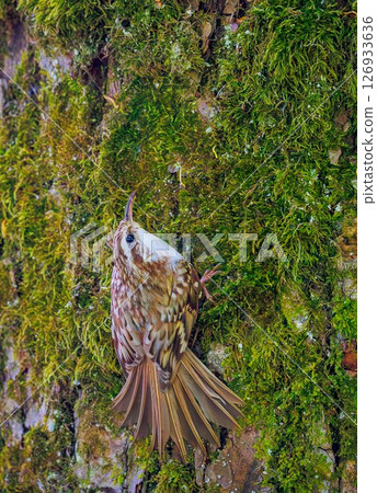 Eurasian treecreeper - Certhia familiaris. Portrait photo in its natural environment well camouflaged on a tree trunk 126933636