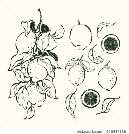 Vector linear fruit doodle illustration of lemons and leaves. Hand-drawn garden harvest sketch. Organic farm graphics. Tasty food for design, veggie market drawing print, fabric or background. Vector linear fruit doodle illustration of lemons and leaves. Hand-drawn garden harvest sketch. Organic farm graphics. Tasty food for design, veggie market drawing print, fabric or background. 126934186