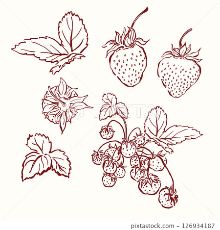 Vector linear berry doodle illustration of strawberry and leaves. Hand-drawn garden harvest sketch. Organic farm graphics. Tasty food for design, veggie market drawing print, fabric or background. Vector linear berry doodle illustration of strawberry and leaves. Hand-drawn garden harvest sketch. Organic farm graphics. Tasty food for design, veggie market drawing print, fabric or background. 126934187