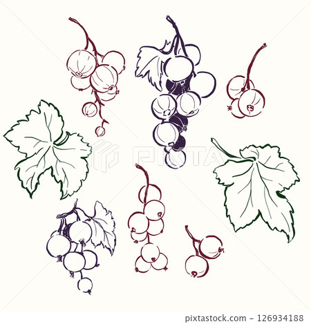 Vector linear berry doodle illustration of currant and leaves. Hand-drawn garden harvest sketch. Organic farm graphics. Tasty food for design, veggie market drawing print, fabric or background. Vector linear berry doodle illustration of currant and leaves. Hand-drawn garden harvest sketch. Organic farm graphics. Tasty food for design, veggie market drawing print, fabric or background. 126934188