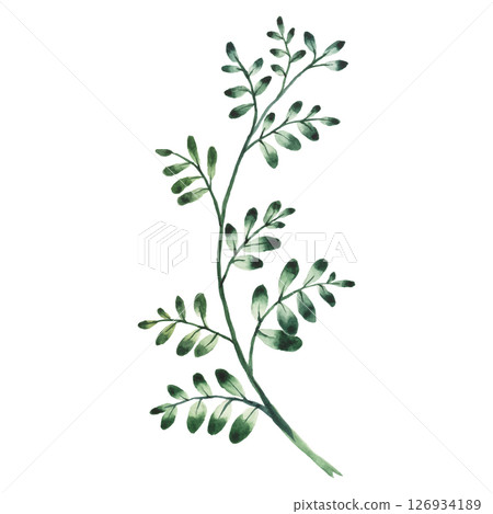 Hand Painted Watercolor Green Leaves Branch Vector Illustration Floral Divider on White Background Hand Painted Watercolor Green Leaves Branch Vector Illustration Floral Divider on White Background 126934189