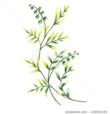 Hand Painted Watercolor Green Leaves Branch Vector Illustration Floral Divider on White Background Hand Painted Watercolor Green Leaves Branch Vector Illustration Floral Divider on White Background 126934191