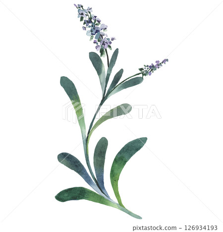 Hand Painted Watercolor Flower Vector Illustration Floral Element on White Background Hand Painted Watercolor Flower Vector Illustration Floral Element on White Background 126934193