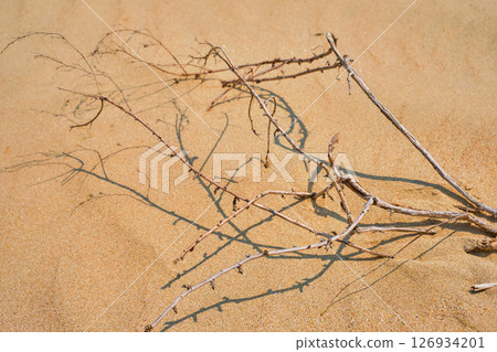 branch of a dried-up shrub against a backdrop of sand, a bright sunny day, the concept of climate change and drought, the idea of limited water resources and concern for ecosystems. 126934201