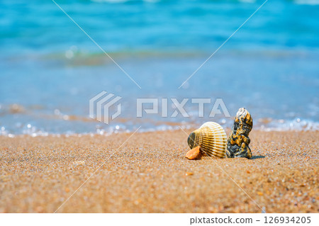 seashells on sandy beach against backdrop of calm sea in midday heat, copy space for concept of natural cosmetics and UV protection, selective focus and blurred background of sea seashells on sandy beach against backdrop of calm sea in midday heat, copy space for concept of natural cosmetics and UV protection, selective focus and blurred background of sea 126934205