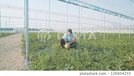 Farmer harvesting watermelon in greenhouse: cultivating fresh produce 126934255