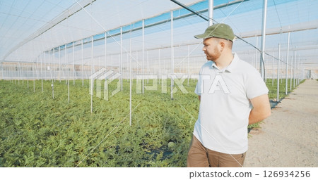 Farmer inspecting watermelon plants growing in greenhouse Farmer inspecting watermelon plants growing in greenhouse 126934256