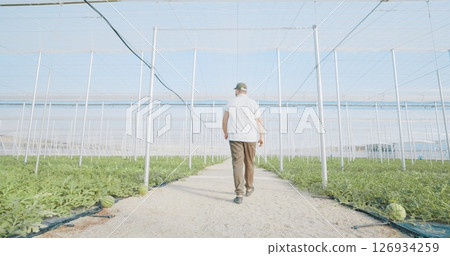 Farmer walking and inspecting watermelon plants growing in greenhouse tunnel 126934259