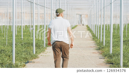 Farmer walking and inspecting crops growing in greenhouse 126934376