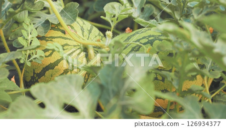 Watermelons growing in agricultural field: close-up of unripe fruit Watermelons growing in agricultural field: close-up of unripe fruit 126934377