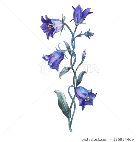 Hand Painted Watercolor Blue Flower Vector Illustration Floral Element on White Background 126934469