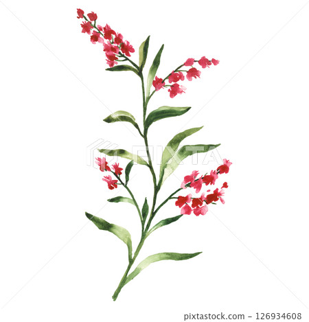 Hand Painted Watercolor Flower Vector Illustration Floral Element on White Background 126934608
