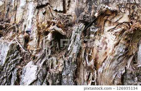 Abstract Pattern Of Aged Tree Trunk Closeup View Stock Photo 126935134