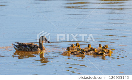 A Mother Duck and Her Adorable Ducklings Are Swimming Together in the Glistening Water 126935143